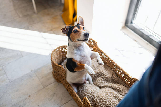 Small Dog Standing in a Pet Basket Beside a Large Bright Window