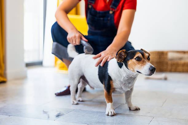 istock Person Grooming Dog with Brush in Bright Indoor Setting 2236322712