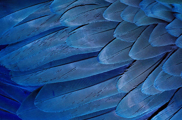 istock Natural abstract background. Natural blue background. Macaw feathers pattern. Bright colorful feathers of a parrot. tropical bird wing close up. 2236322841