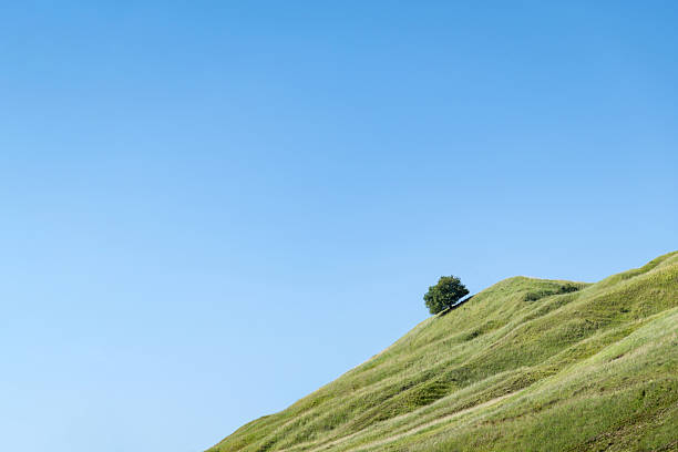 A bright green hillside rises gently into a clear blue sky. A single tree is seen perched on the top, showcasing the beauty of nature in a peaceful setting.