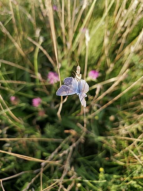 Two white butterflies interacting playfully while resting on a slender grass stem in a sunlit meadow.