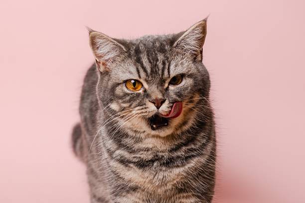 istock Gray funny cat licking its lips, isolated on pink background 2236325983
