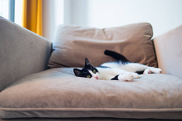 A serene black and white cat lounges on a plush beige chair indoors, exhibiting a calming and relaxed demeanor. The cozy setting highlights the tranquil and warm atmosphere of the space.