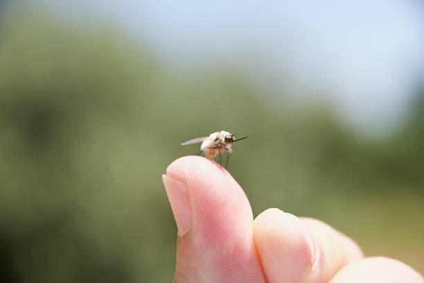 Close-up of a bee fly (Bombyliidae) perched on a human fingertip, showcasing its delicate wings, fuzzy body, and long proboscis against a blurred natural background.