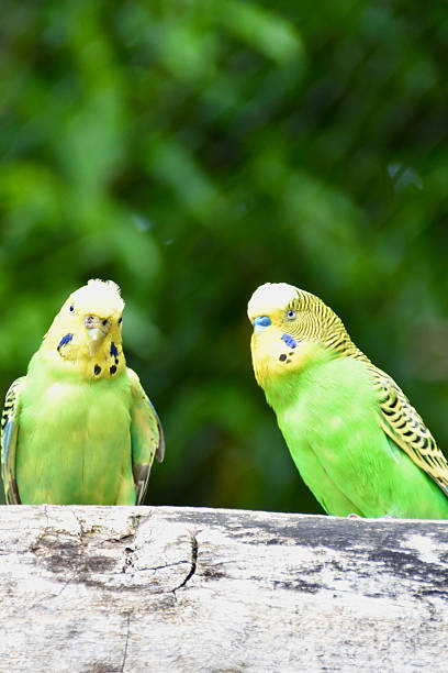 istock Two bright green budgerigars perched on a wooden branch 2236331871