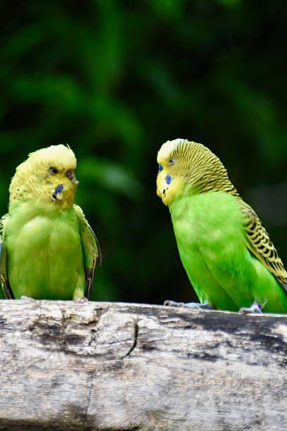 istock Two bright green budgerigars perched on a wooden branch 2236331882
