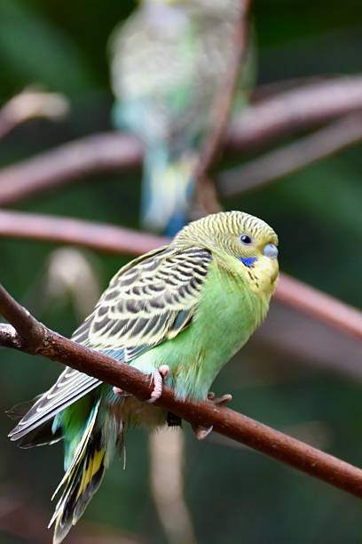 istock Close-up of a vibrant green budgerigar perched on a branch 2236331885