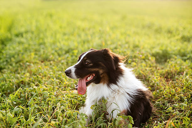 Beautiful Border Collie dog with tricolor coat in a sunny meadow. Intelligent farm breed enjoying countryside life and fresh summer air outdoors.