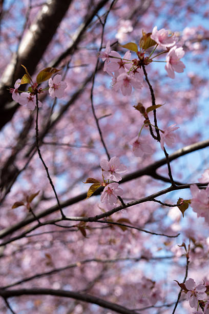 istock delicate cherry blossoms gracefully bloom on tree branches against a vivid blue sky, capturing the essence of spring with soft pink petals and serene natural beauty, awakening, new, ornamental, plum 2236333355