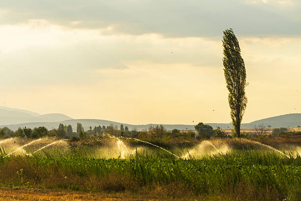 The farmer watering with sprinklers