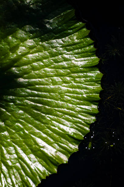 the microscopic beauty of a lotus leaf. The image focuses on the surface of the leaf