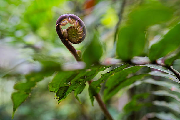 istock Young curled fern sprout in the tropical forest 2236334675