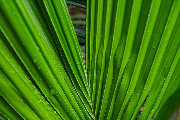 Macro photograph of a tropical palm leaf with details of texture and water droplets. A vibrant, natural image that conveys freshness, vitality, and a connection with nature in tropical and sustainable environments.