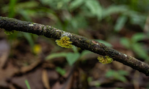 Macro photograph of green lichen attached to a branch in the middle of a tropical rainforest. Detailed image highlighting the biodiversity, ecology, and natural processes of forest ecosystems.