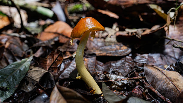 istock Wild mushroom with orange cap growing on forest floor 2236334793