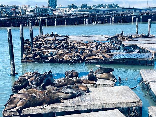 istock Pier 39 San Francisco California 2236334896