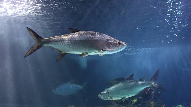 istock marine fish in a tropical aquarium 2236335010