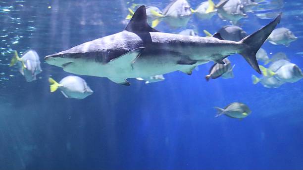 istock Young sea shark in a tropical aquarium 2236335013