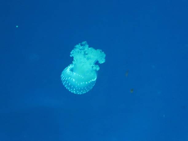 istock Isolated sea jellyfish in an aquarium 2236335015