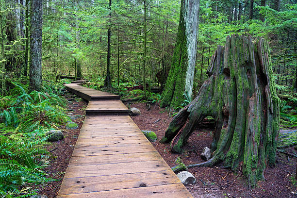 istock Lynn Canyon Park Vancouver BC 2236342217