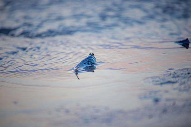 istock Wild Frog in Tranquil Pond Water with Soft Evening Light Reflections 2236344854