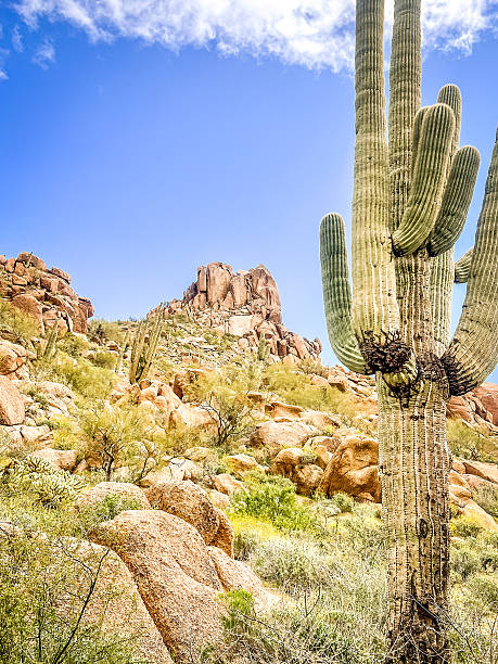 istock Cacti of Arizona 2236345002
