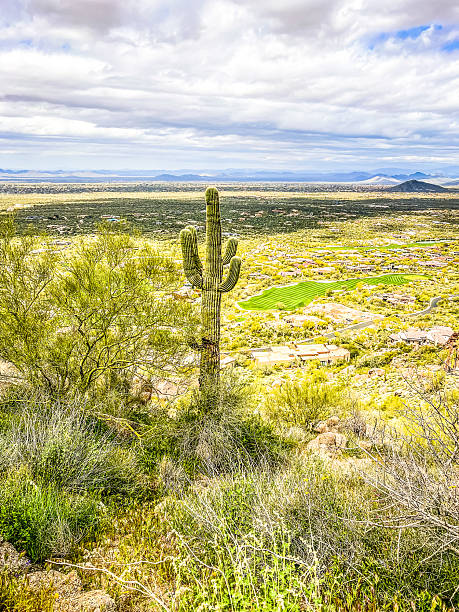 The beauty of Arizona is enhanced by its catus.