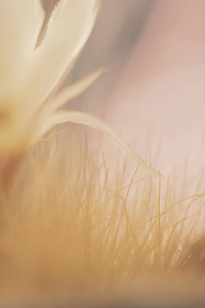 Vertical extreme closeup photo of part of a flower growing on a native Cactus plant near Santa Fe, New Mexico, in Summer.