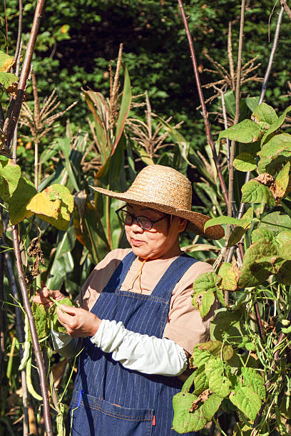 istock An elderly Asian female farmer picking beans in a bean rack 2236350600