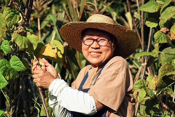istock An elderly Asian female farmer picking beans in a bean rack 2236350601