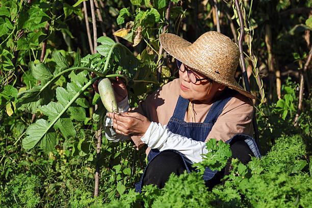istock An Asian female elderly farmer pulling green radishes in the field 2236350805