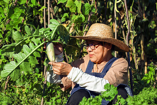 istock An Asian female elderly farmer pulling green radishes in the field 2236350845