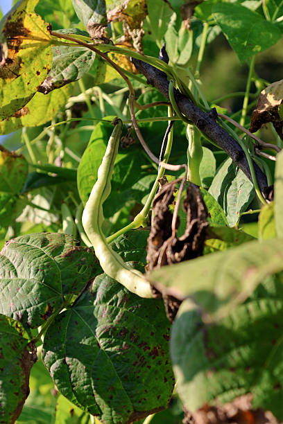 istock Ripe beans on the bean rack 2236350980