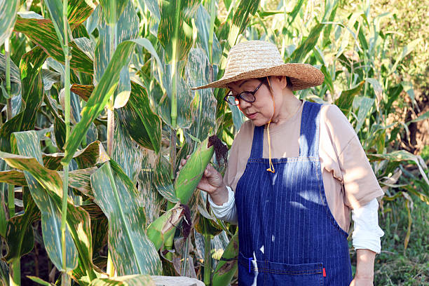istock Female elderly farmer checking corn leaves that have been oversprayed with pesticides 2236351605