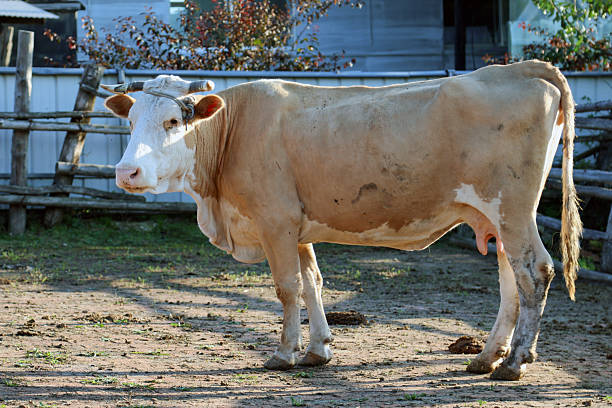 Innocent Brown Cow in Cattle Shed
