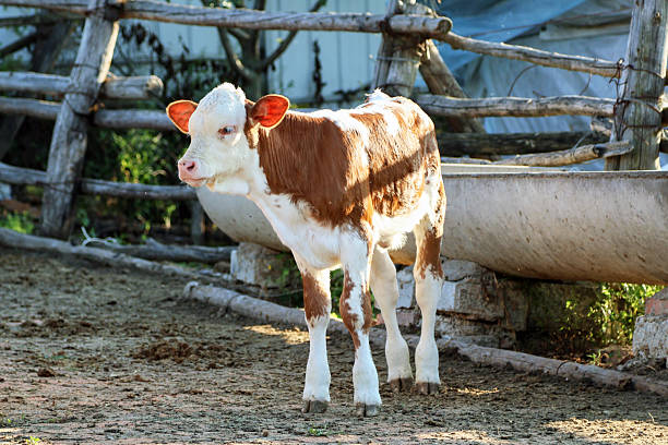 Cows are grazing and resting on the pasture