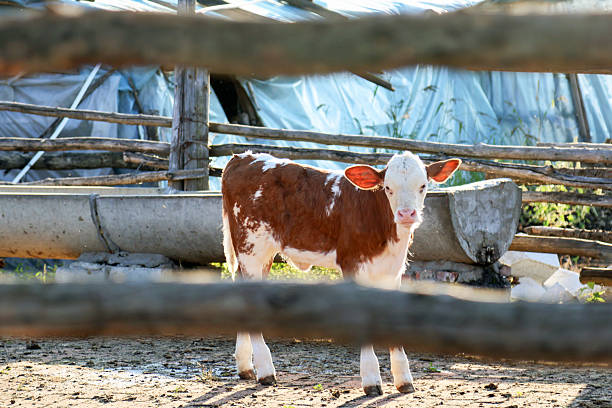 Simmental calves in the countryside under the sun