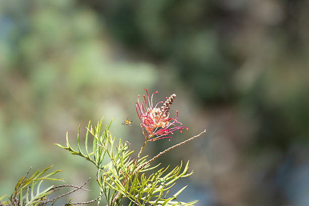 Blue banded native bee flying towards a red flowered grevillea to feed on nectar bathed in sunlight