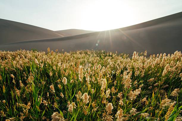 A lush green field of wild grass illuminated by warm sunlight, growing in the middle of a desert with sand dunes in the background. The scene represents resilience, contrast between life and arid land, and the beauty of nature’s balance.