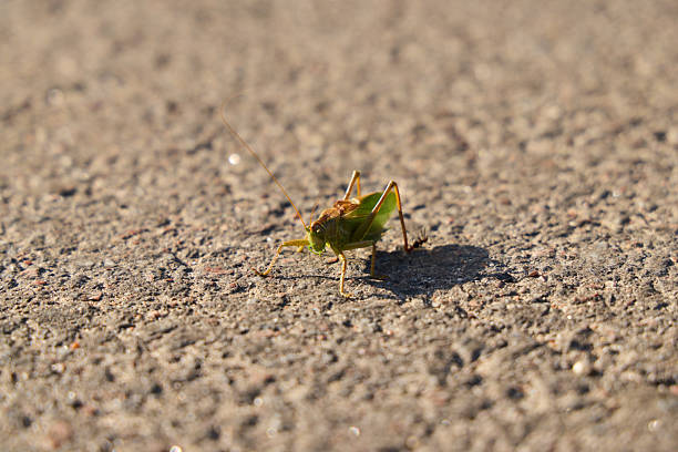 Speckled bush-cricket on a autumn leaf in night
