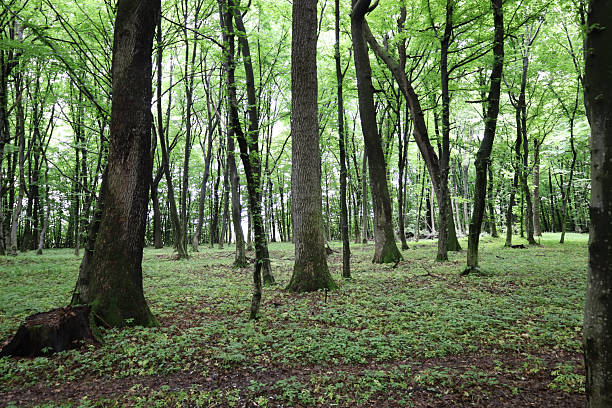 istock ​A path in a dense forest, bathed in soft daylight that filters through the tall trees. The fresh greenery of the leaves and grass creates a sense of peace and solitude, inviting you for a walk through this quiet and picturesque natural location. 2236356499