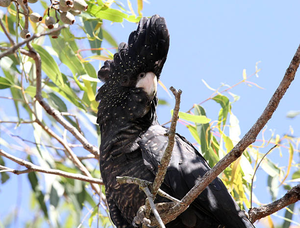 istock Red-tailed black cockatoo bird animal perched on a eucalyptus tree branch in Australia 2236360011