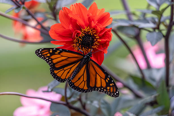 Two monarch butterflies resting on a zinnia in the garden