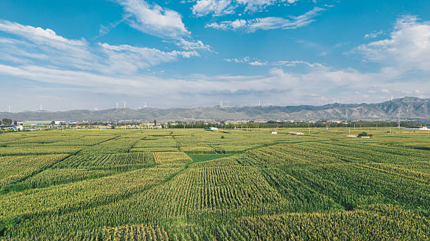 Aerial view of large corn fields in Henan Province, China