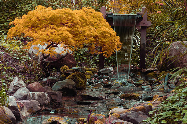 A stunning Japanese maple with brilliant golden autumn foliage overhangs a carefully designed waterfall where water cascades over natural rocks covered in moss and surrounded by additional plantings. This peaceful garden scene represents the harmony between natural elements and thoughtful landscape design, capturing the meditative quality of flowing water, stone, and seasonal color working together to create a tranquil outdoor sanctuary.