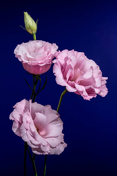 istock Pink Lisianthus Flowers and a Bud on Blue 2236364500