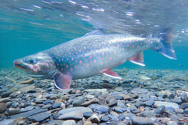 istock Alaskan Dolly Varden char on the Kenai Peninsula 2236365406