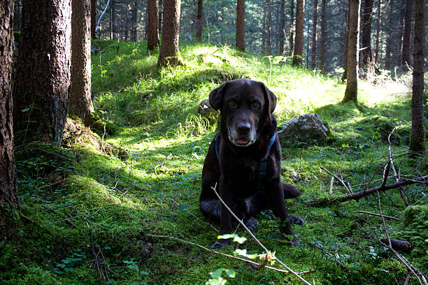 A brown Labrador dog relaxes on soft moss in a peaceful forest, sunlight streams through tall trees, creating a serene atmosphere during a calm morning.