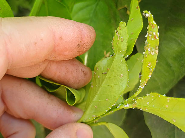 istock Damaged by Asian citrus psyllid, Diaphorina citri 2236370530