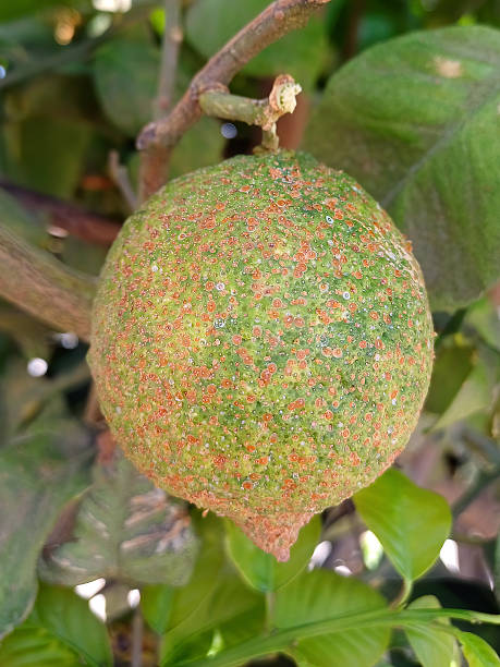 istock Egyptian black scale insect or Circular scale, Chrysomphalus aonidum 2236370543